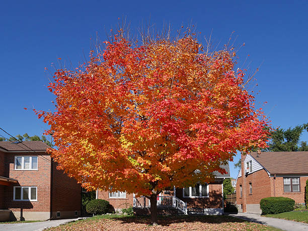 istock suburban street with fall colors 523740731