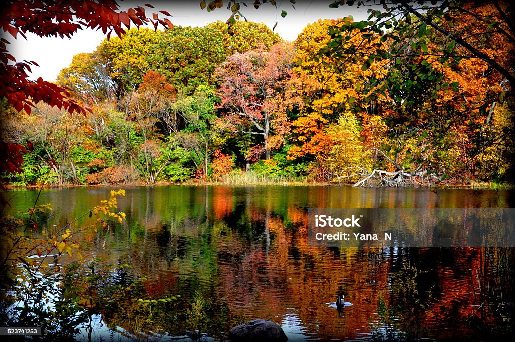 Autumn Reflection Autumn colors reflected in still water in Prospect Park (Brooklyn, New York) Autumn Stock Photo