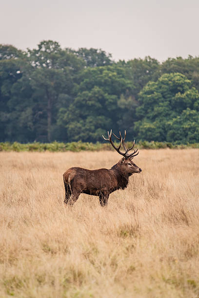 Deer in the Wild Wild red deer  and landscapes of Richmond Park, London, England. richmond park stock pictures, royalty-free photos & images