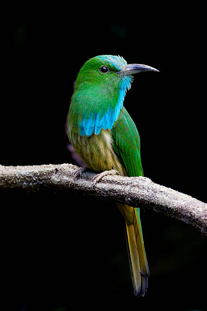 istock Portrait of Blue-bearded Bee-eater 523741543