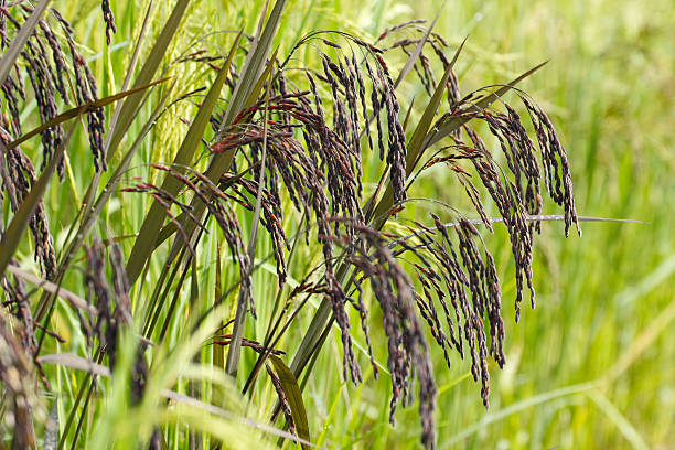 Black rice field stock photo