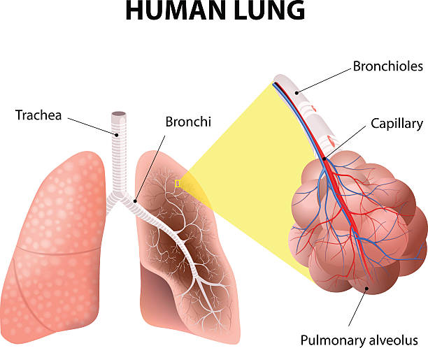 struktur der menschlichen lungen. menschliche anatomie - human lung alveolus respiratory system blood stock-grafiken, -clipart, -cartoons und -symbole