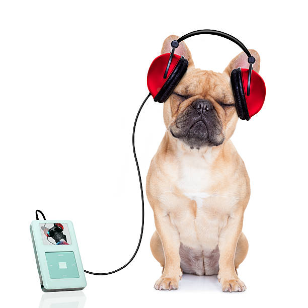 pies muzyki - animal ear audio zdjęcia i obrazy z banku zdjęć