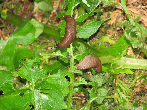 Spanish slug or Arion Vulgaris is a highly invasive slug species. It is often considered a pest, not only in areas where it has been accidentally introduced, but even in places where it is indigenous (Wikipedia).