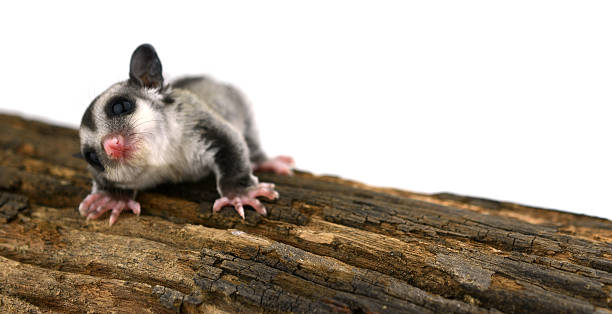 istock Flying squirrel, Sugarglider isolated on white 523750819