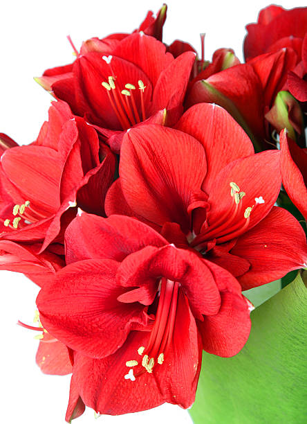 istock Big beautiful bouquet of red Amaryllis 523751153