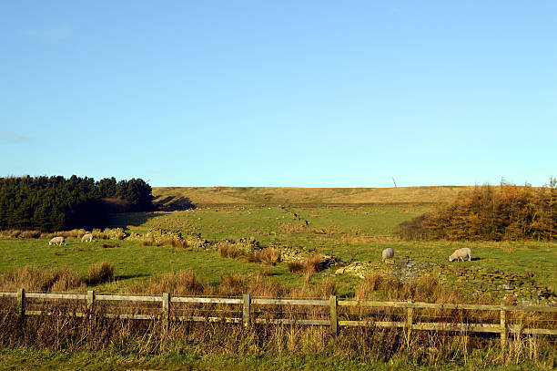 istock Sheep in a field on the West Pennine Moors 523752059