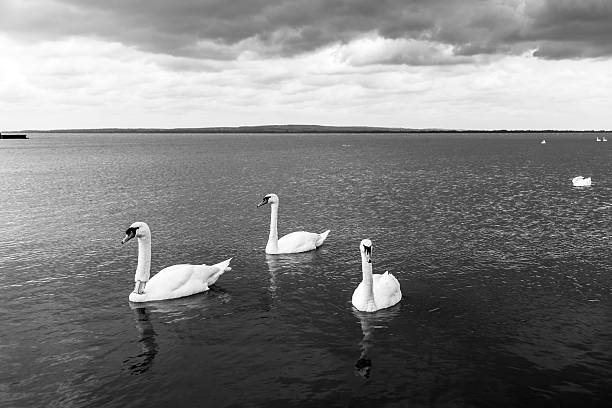 istock Swan swimming on lake 523752141