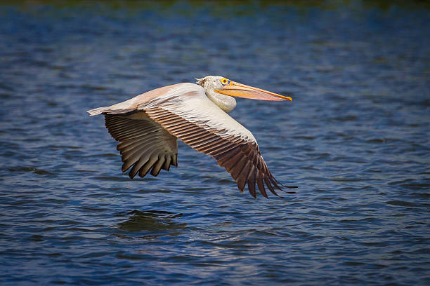 istock Close up of Spot-billed pelican(Pelecanus philippensis) 523752275