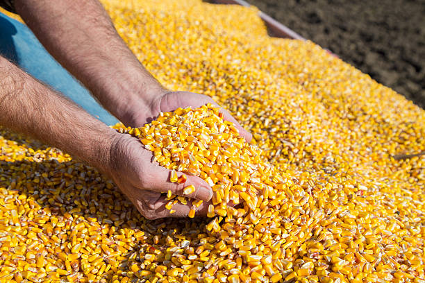 istock Farmer's hands showing freshly harvested corn grains 523752415