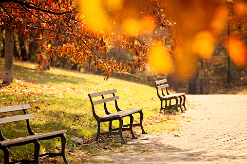 Single wooden bench in the middle of forest - vibrant autumn colors