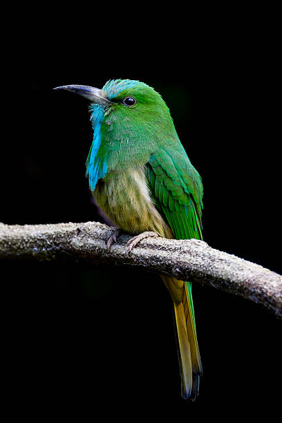 istock Close up portrait of Blue-bearded Bee-eater 523753525
