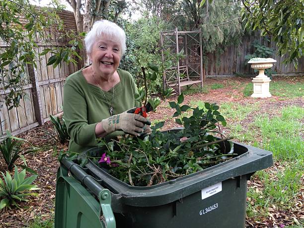 Senior Caucasian Lady Gardening, Daytime, in Australia, horizontal shot stock photo