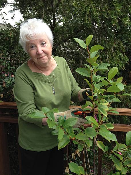 Senior Caucasian Lady Gardening, Daytime, in Australia, vertical shot stock photo
