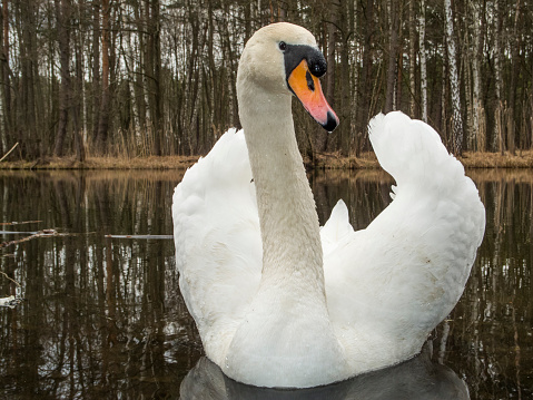 Individual mute swan (Cygnus olor) on a small lake in Brandenburg / Germany