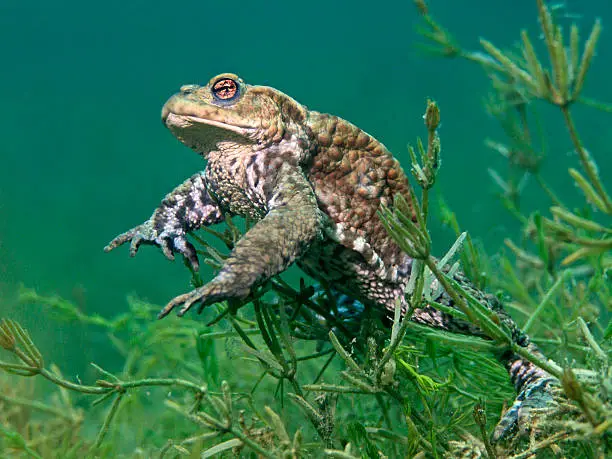 Underwater close up photography of a male toad in the lake.