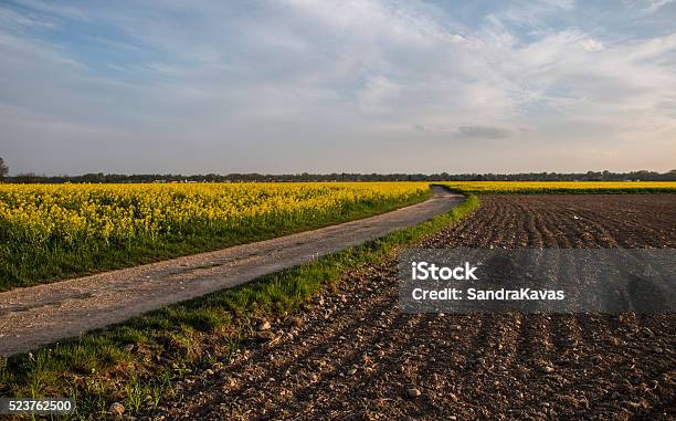 Foto de Estrada Sinuosa Do País Com Os Campos e mais fotos de stock de Agricultura - Agricultura, Ajardinado, Campo