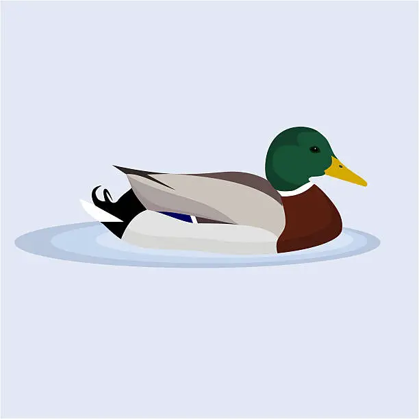 Vector illustration of Mallard, Wild Duck, vector illustration