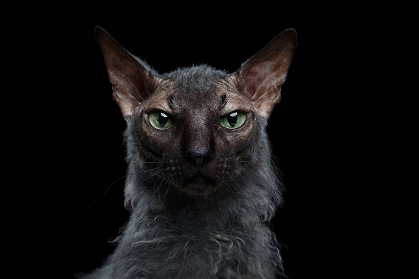 istock Closeup Werewolf Sphynx Cat Angry Looking in Camera Isolated Black 523763484