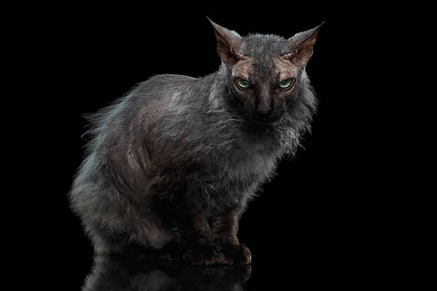 Werewolf Sphynx Cat Angry Looking in Camera Isolated Black Werewolf Sphynx Cat Angry Looking in Camera Isolated on Black Background hissing photos stock pictures, royalty-free photos & images