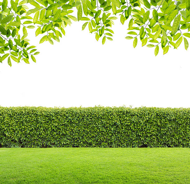 istock Green leaves and Green hedge isolated. 523763964