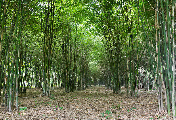 árboles de bambú - tree bamboo tall japanese culture fotografías e imágenes de stock