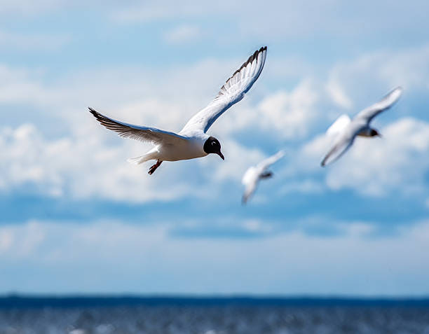 Black Headed Gulls Flying over the Latvian Baltic Sea