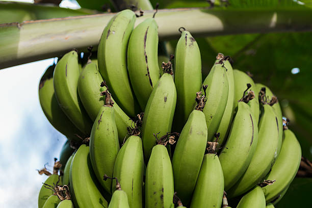 istock Banana bunch of raw 523765068