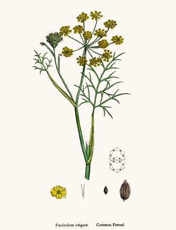 Digitally restored image of an original antique illustration by Sowerby published in 1860s in The English Botany.