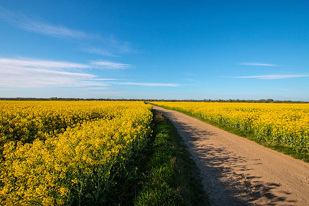 istock Country road winding through the canola fields 523765532