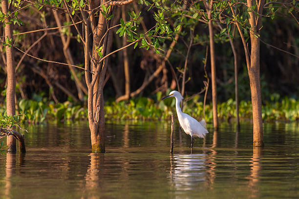 istock Snowy Egret standing in water 523766532