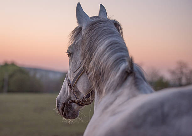 Horse in the sunset