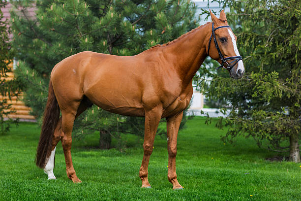 istock Brown horse standing in the green meadow 523767694