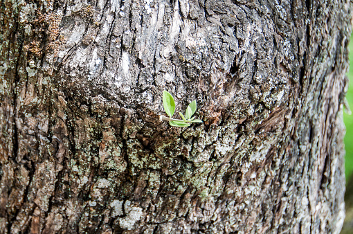 close-up of the trunk of an olive tree in the spring with a young shoot that will give a branch