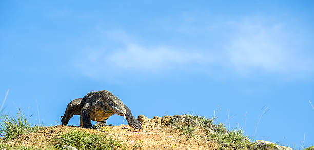 o dragão fala sobre o fundo de céu azul. - ancient past on the move motion - fotografias e filmes do acervo