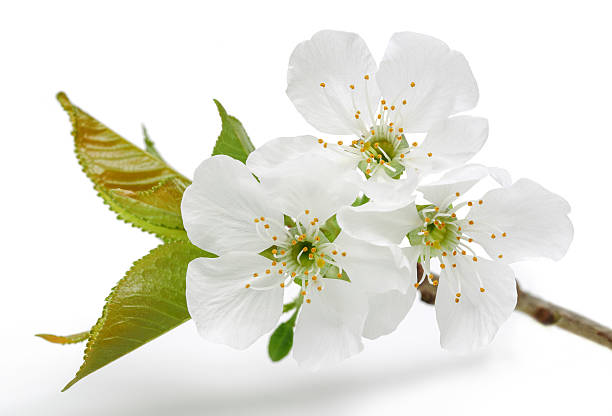 вишни blossom - apple flowers стоковые фото и изображения
