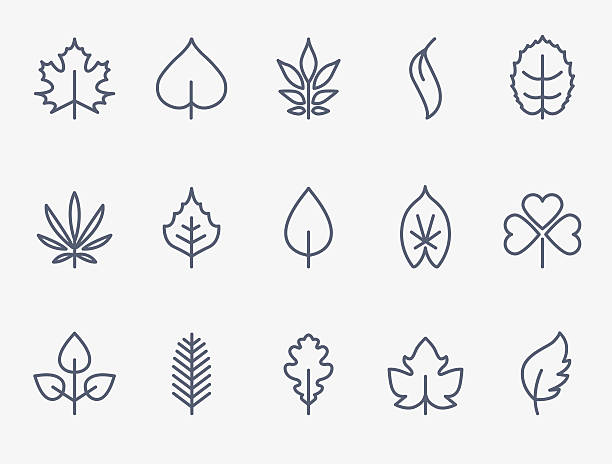 ilustraciones, imágenes clip art, dibujos animados e iconos de stock de iconos de hoja - elm leaves