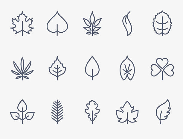 лист значки - maple tree tree silhouette vector stock illustrations