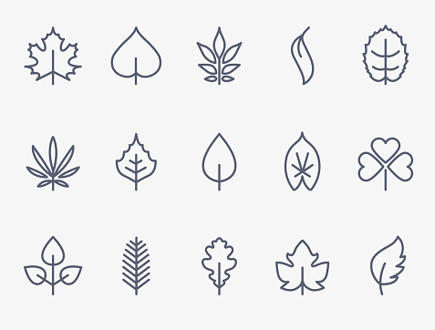 Leaf icons. Thin lines design
