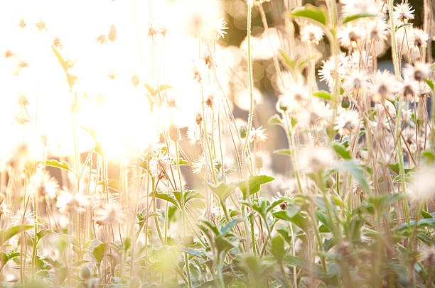 istock GRASS FLOWERS IN MEADOW WITH SUNSET LIGHT AT EVENING TIME 523769398