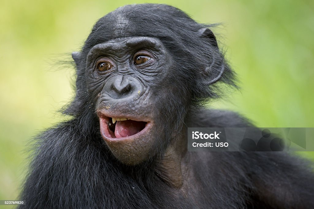 Die Nahaufnahme Porträt von Bonobo - Lizenzfrei Schimpansen - Gattung Stock-Foto