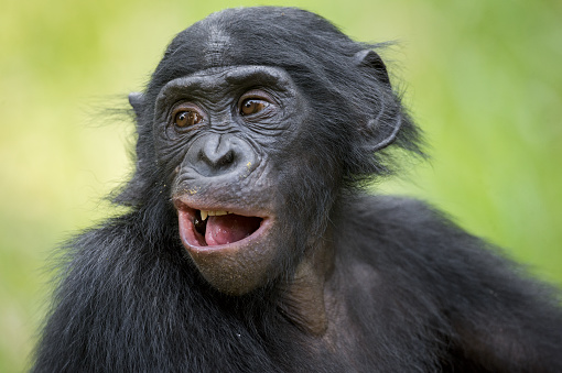El primer plano Retrato de chimpancé pigmeo photo