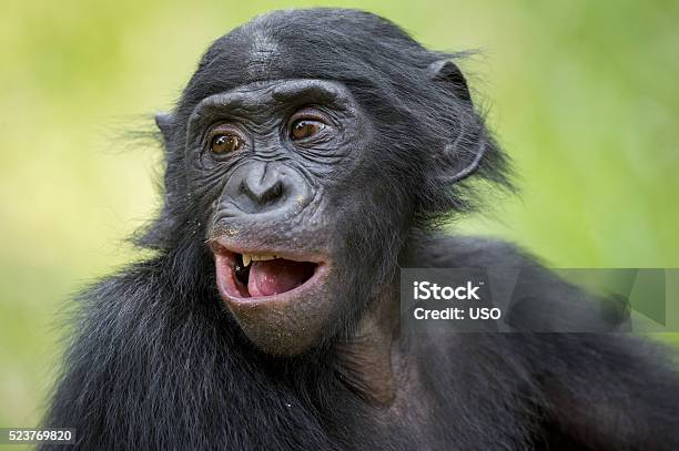 The Closeup Portrait Of Bonobo Stock Photo - Download Image Now - Chimpanzee, Bonobo, Ape