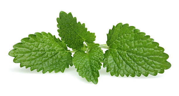 melissa-melisse - lemon balm stock-fotos und bilder