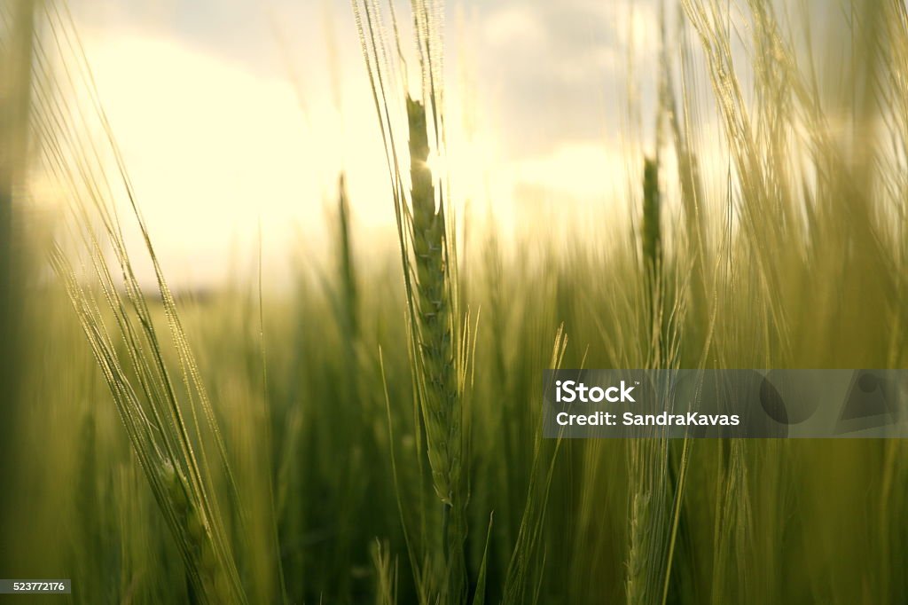 Abrir verde ao pôr-do-sol - Foto de stock de Agricultura royalty-free