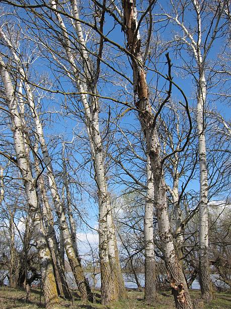 istock Light green trees near Danube river in early spring 523772610