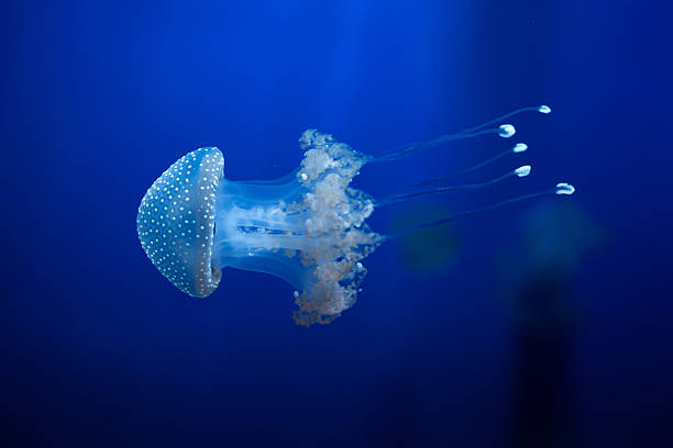 branco-manchado águas-vivas (phyllorhiza punctata). - white spotted jellyfish fotos - fotografias e filmes do acervo