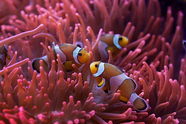 Ocellaris clownfish (Amphiprion ocellaris). Ocellaris clownfish (Amphiprion ocellaris) swimming in the magnificent sea anemone (Heteractis magnifica). Wild life animal. great barrier reef photos stock pictures, royalty-free photos & images