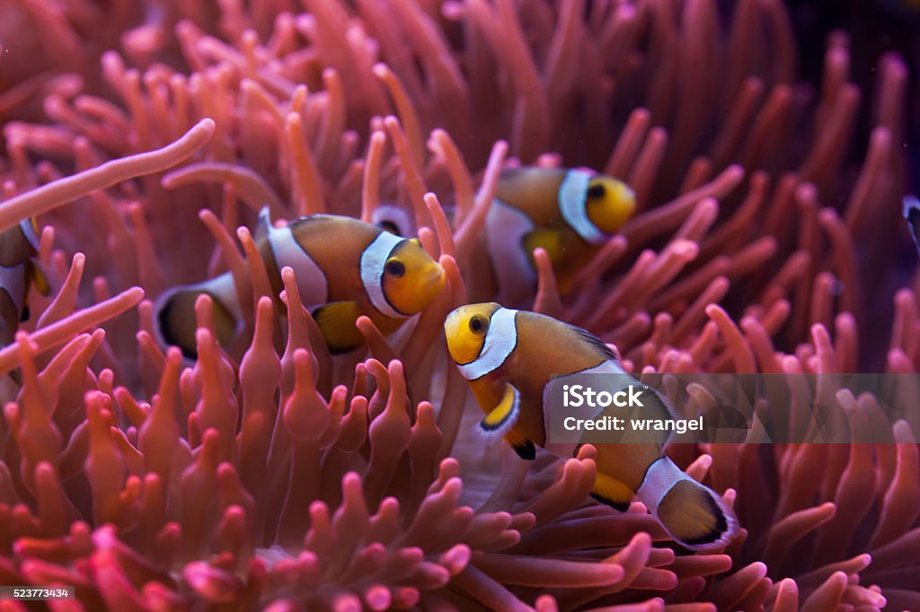 Ocellaris clownfish (Amphiprion ocellaris). - Royalty-free Büyük Bariyer Resifi Stok görsel