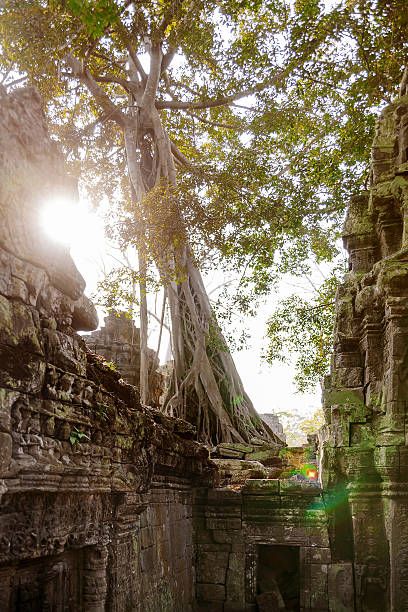 istock Ceiba tree ruin a building in Angkor Wat, Cambodia. 523774688